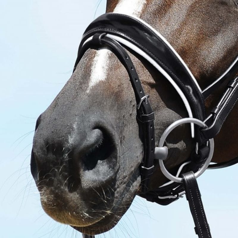 Zwarte anatomisch gevormde gecombineerde neusriem, wit onderlegd, met lak op paard